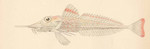 Peristedion gracile, Slender searobin