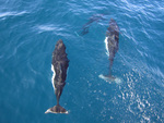 Dall's porpoise (Phocoenoides dalli)