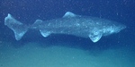 Greenland shark (Somniosus microcephalus)