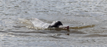 Araguaian river dolphin, Araguaian boto (Inia araguaiaensis)