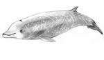 Cuvier's beaked whale, goose-beaked whale (Ziphius cavirostris)