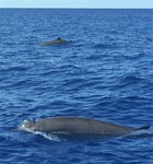 Gervais' beaked whale (Mesoplodon europaeus)