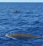 Gervais' beaked whale (Mesoplodon europaeus)