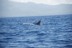 Sowerby's beaked whale (Mesoplodon bidens)