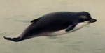northern bottlenose whale (Hyperoodon ampullatus)