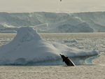 Arnoux's beaked whale (Berardius arnuxii)