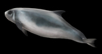 dwarf sperm whale (Kogia sima, Kogia simus)