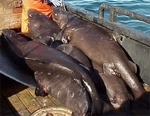 Pacific sleeper shark (Somniosus pacificus)