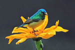 collared sunbird, (Hedydipna collaris)
