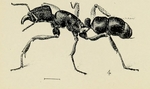 green-head ant (Rhytidoponera metallica)