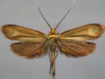 Nemophora metallica