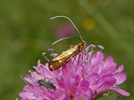 Nemophora metallica