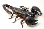 Emperor Scorpion, Pandinus imperator