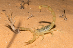 Androctonus amoreuxi (fattail scorpion)