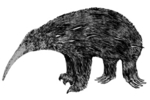 Zaglossus hacketti (giant echidna, extinct)