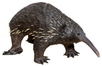 eastern long-beaked echidna (Zaglossus bartoni)