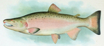 coho salmon (Oncorhynchus kisutch)