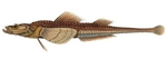 Brachyopsis segaliensis (poacher)