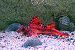 Agonomalus proboscidalis (poacher)