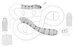 spiny-headed seasnake, Peron's sea snake (Acalyptophis peronii)