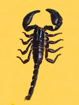 Heterometrus cyaneus (Asian Blue Forest Scorpion)