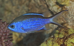 blue chromis (Chromis cyanea)