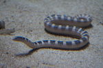 Hydrophis ornatus (ornate reef sea snake)