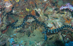 Laticauda laticaudata (blue-lipped sea krait)