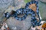 Laticauda colubrina (banded sea krait)