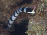 Laticauda colubrina (banded sea krait)