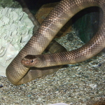 Laticauda semifasciata (black-banded sea krait, Chinese sea snake)