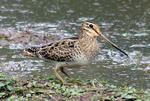 Latham's snipe, Gallinago hardwickii