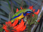 orange-bellied leafbird (Chloropsis hardwickii)