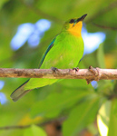 yellow-throated leafbird (Chloropsis palawanensis)