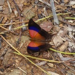 Marpesia furcula (sunset daggerwing)