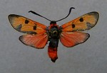 Zygaena laeta, bloodword burnet