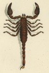 Heterometrus indus, giant forest scorpion