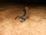 Heterometrus swammerdami, giant forest scorpion