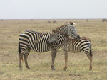 Grant's zebra (Equus quagga boehmi)