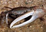 Uca pugnax, Atlantic marsh fiddler crab