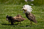 ruff (Philomachus pugnax)