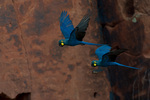 Lear's macaw, indigo macaw (Anodorhynchus leari)