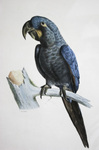 glaucous macaw (Anodorhynchus glaucus)