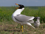 Pallas's gull, great black-headed gull (Ichthyaetus ichthyaetus)