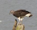 grey-headed fish eagle (Ichthyophaga ichthyaetus)