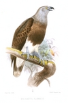 lesser fish eagle (Ichthyophaga humilis)