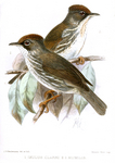 Burmese yuhina (Yuhina humilis)