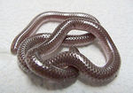 Leptotyphlops dulcis (Texas slender blind snake)