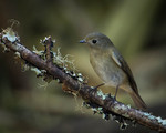 slaty-blue flycatcher (Ficedula tricolor)