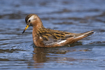 red phalarope, grey phalarope (Phalaropus fulicarius)